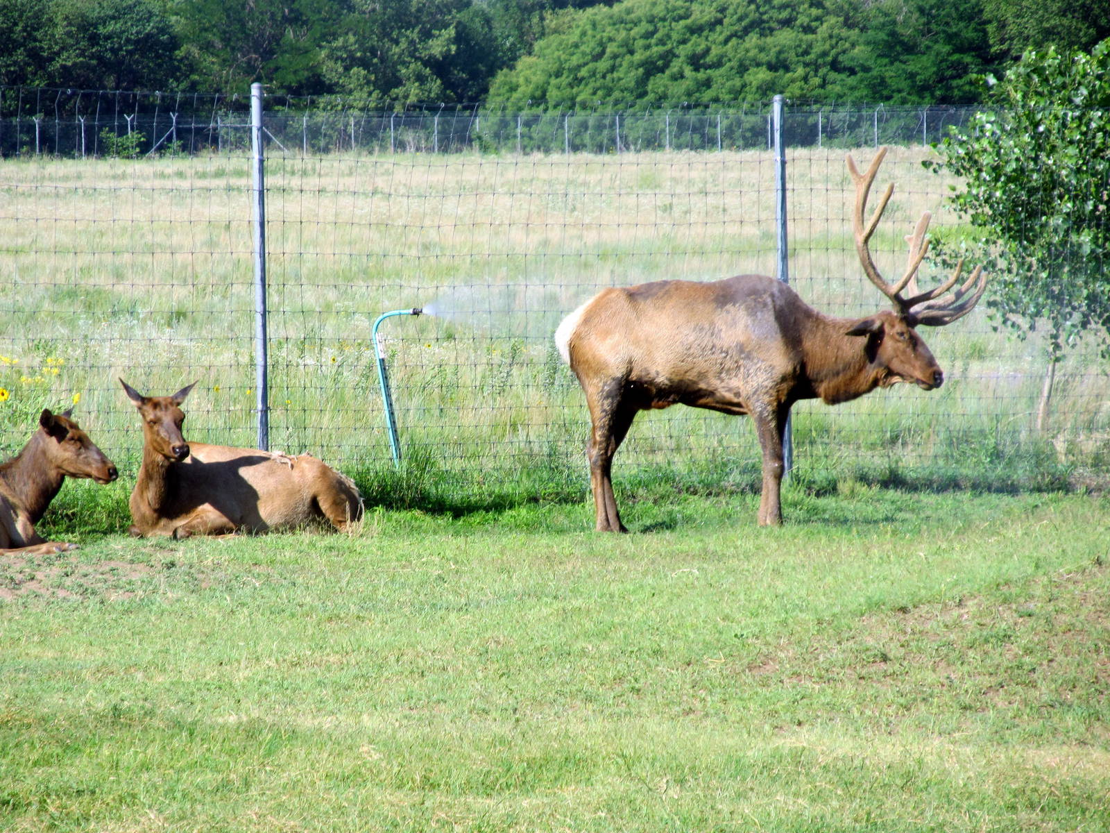 Nelson's Elk
