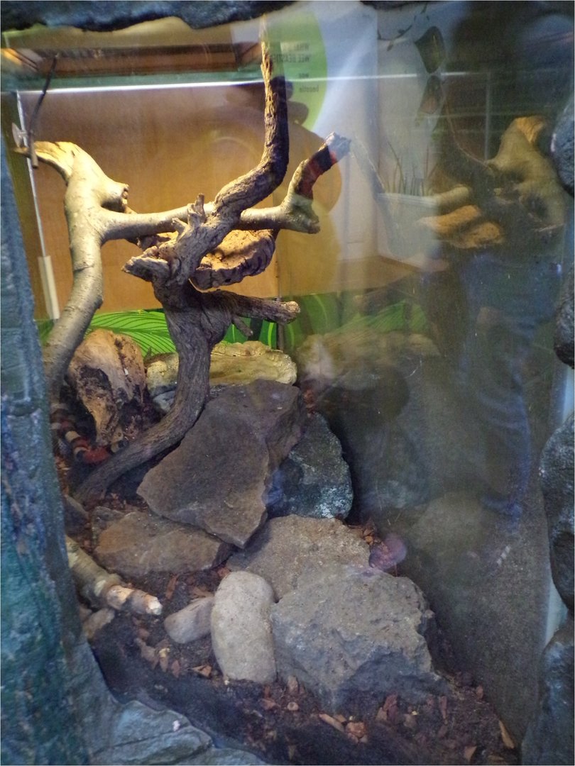 Nelson’s milksnake enclosure  11.3.23