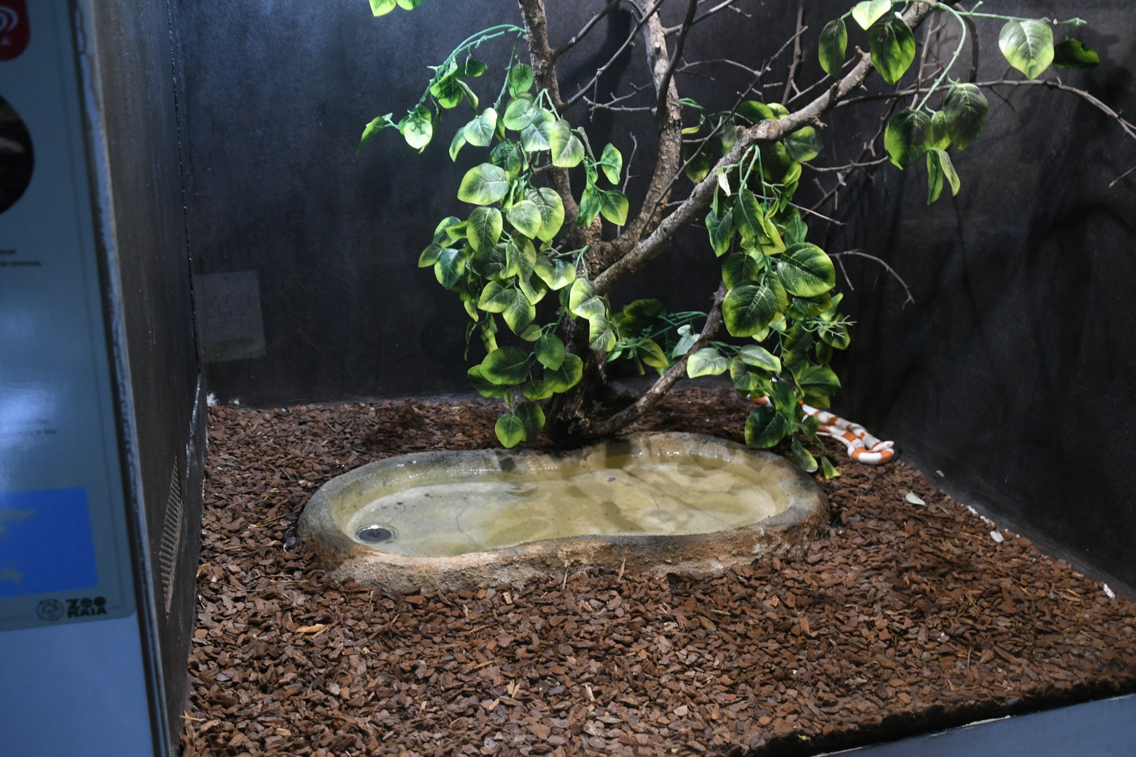 Nelson's Milksnake tank (Reptile House)