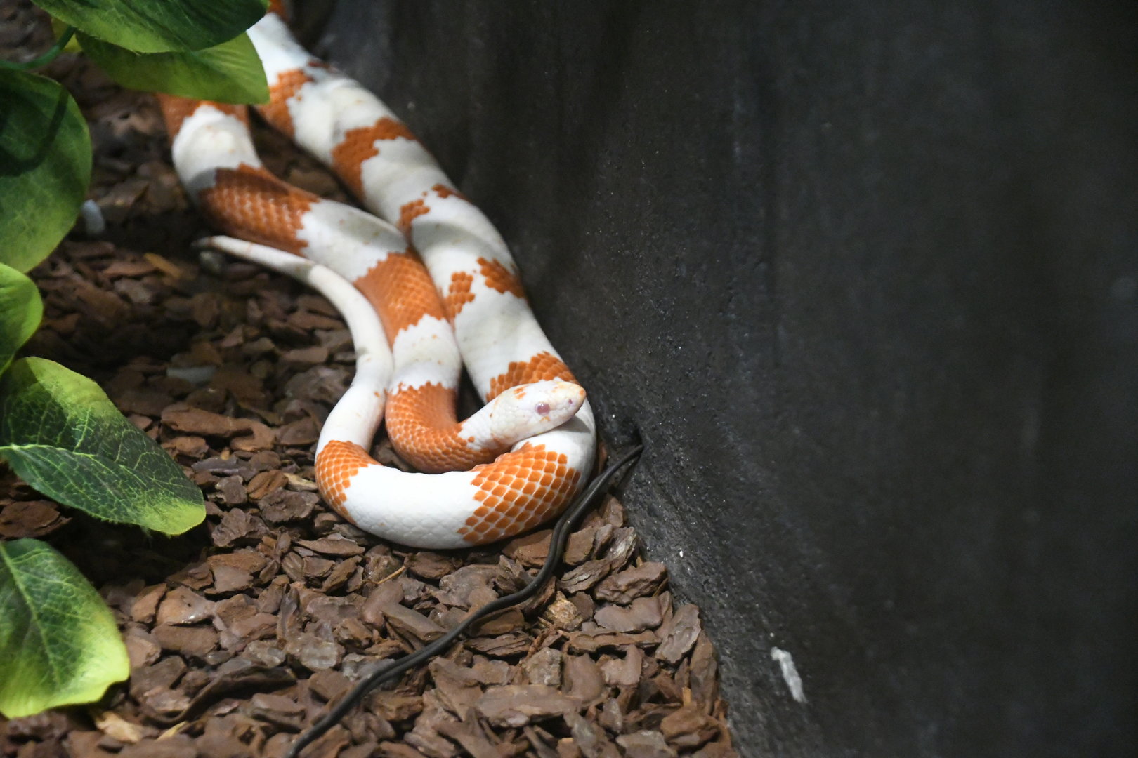 Nelson's Milksnake