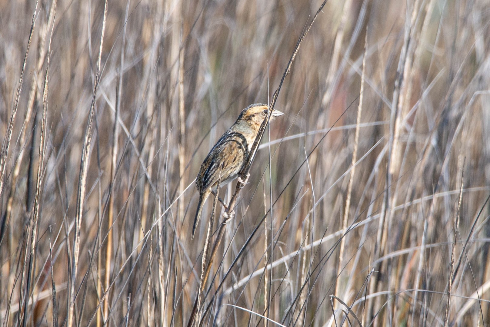Nelson's Sparrow- Ammodramus nelsoni