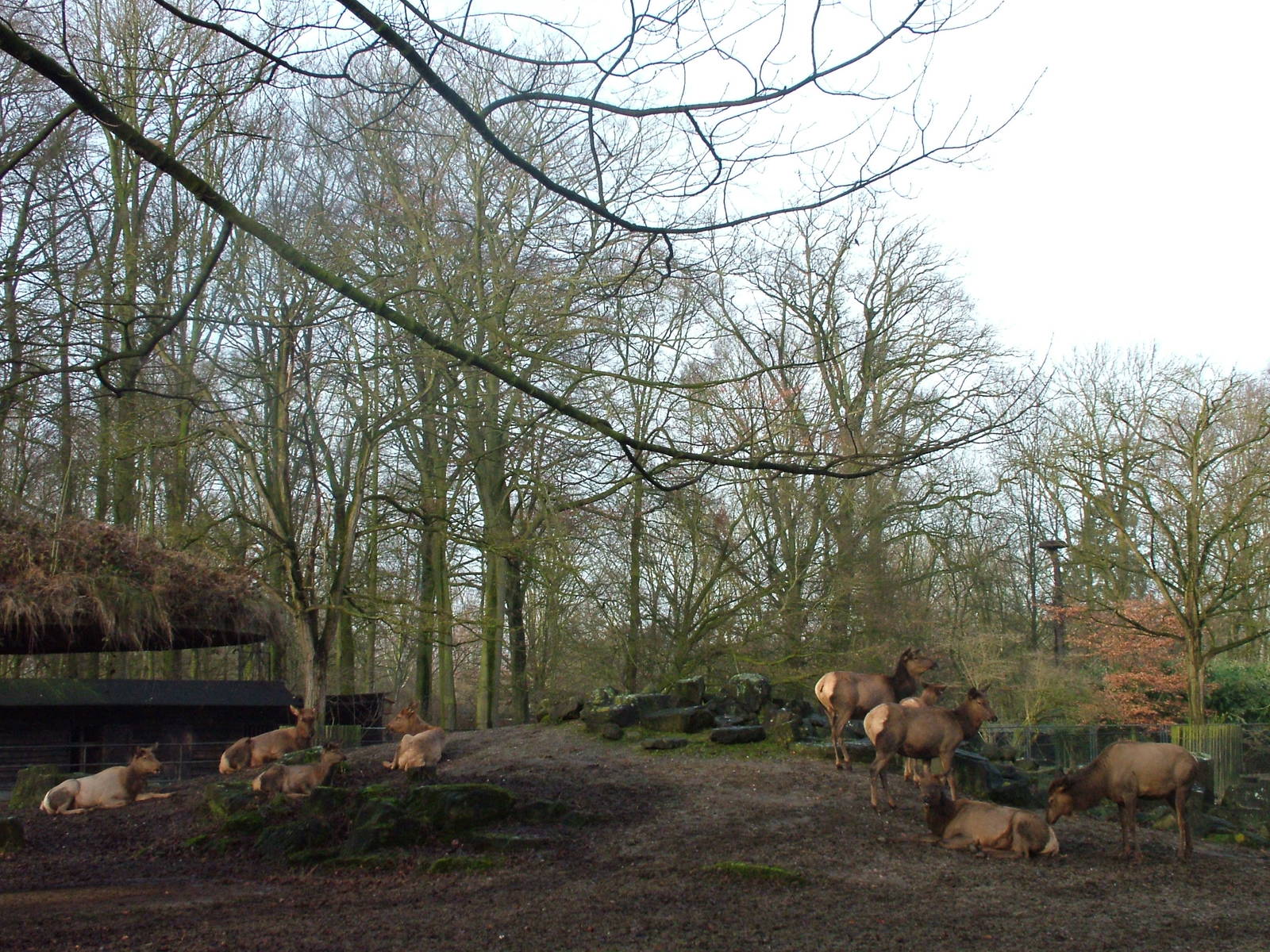 Nelson's Wapiti at Planckendael Jan 09