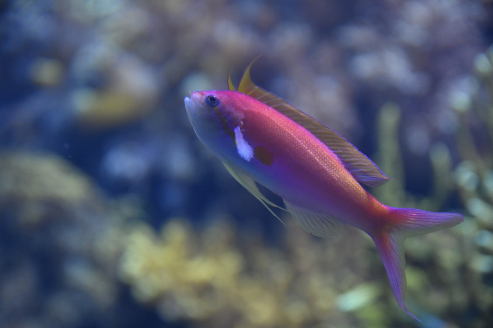 Nemanthias carberryi