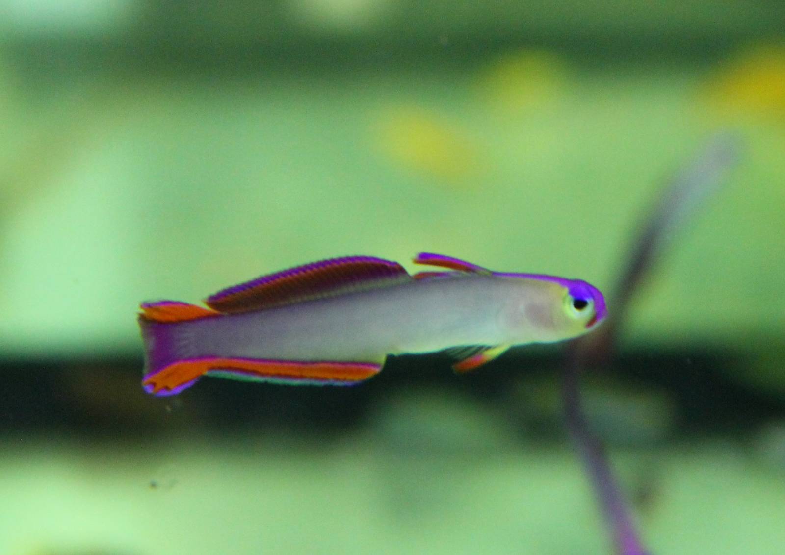 Nemateleotris decora