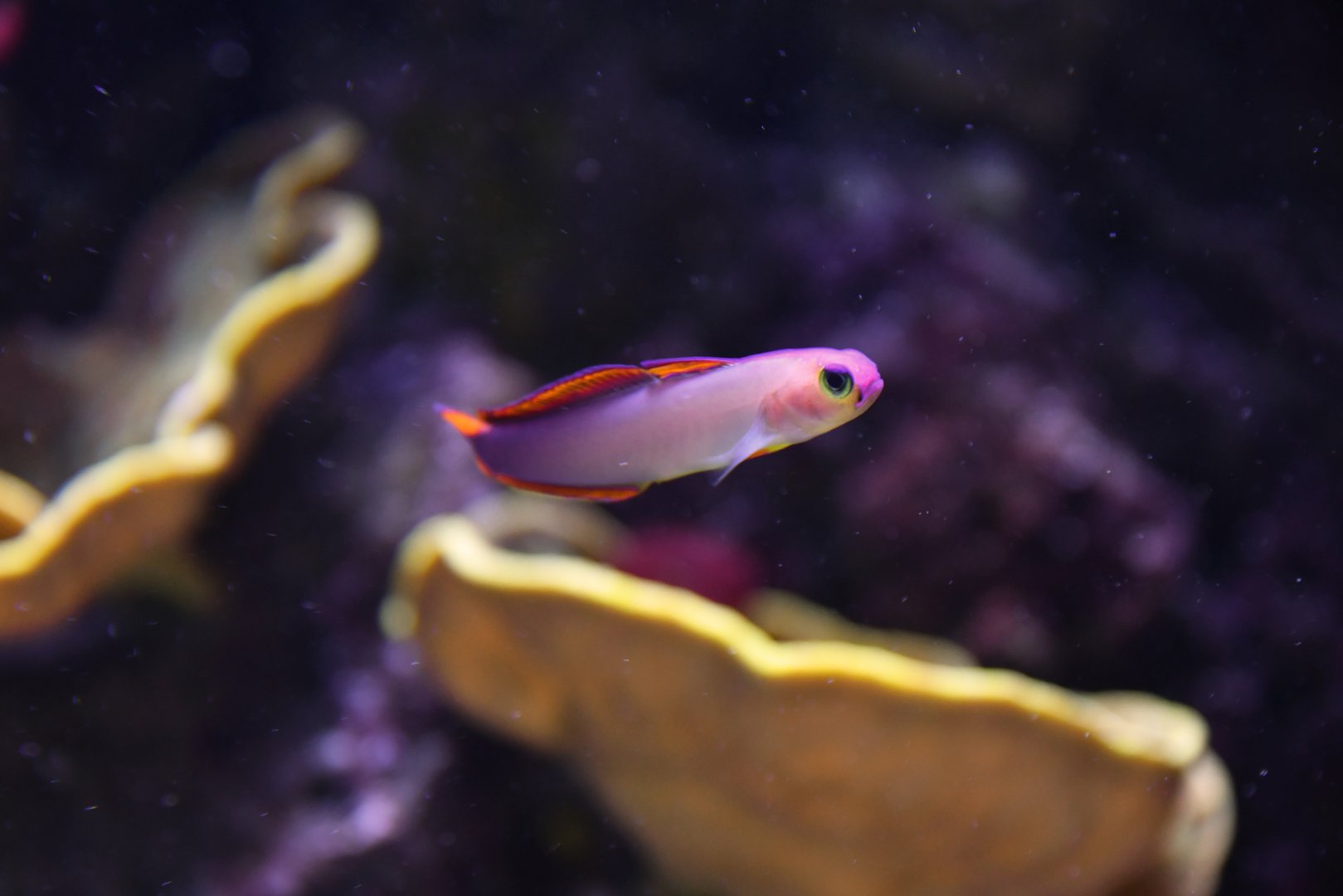 Nemateleotris decora