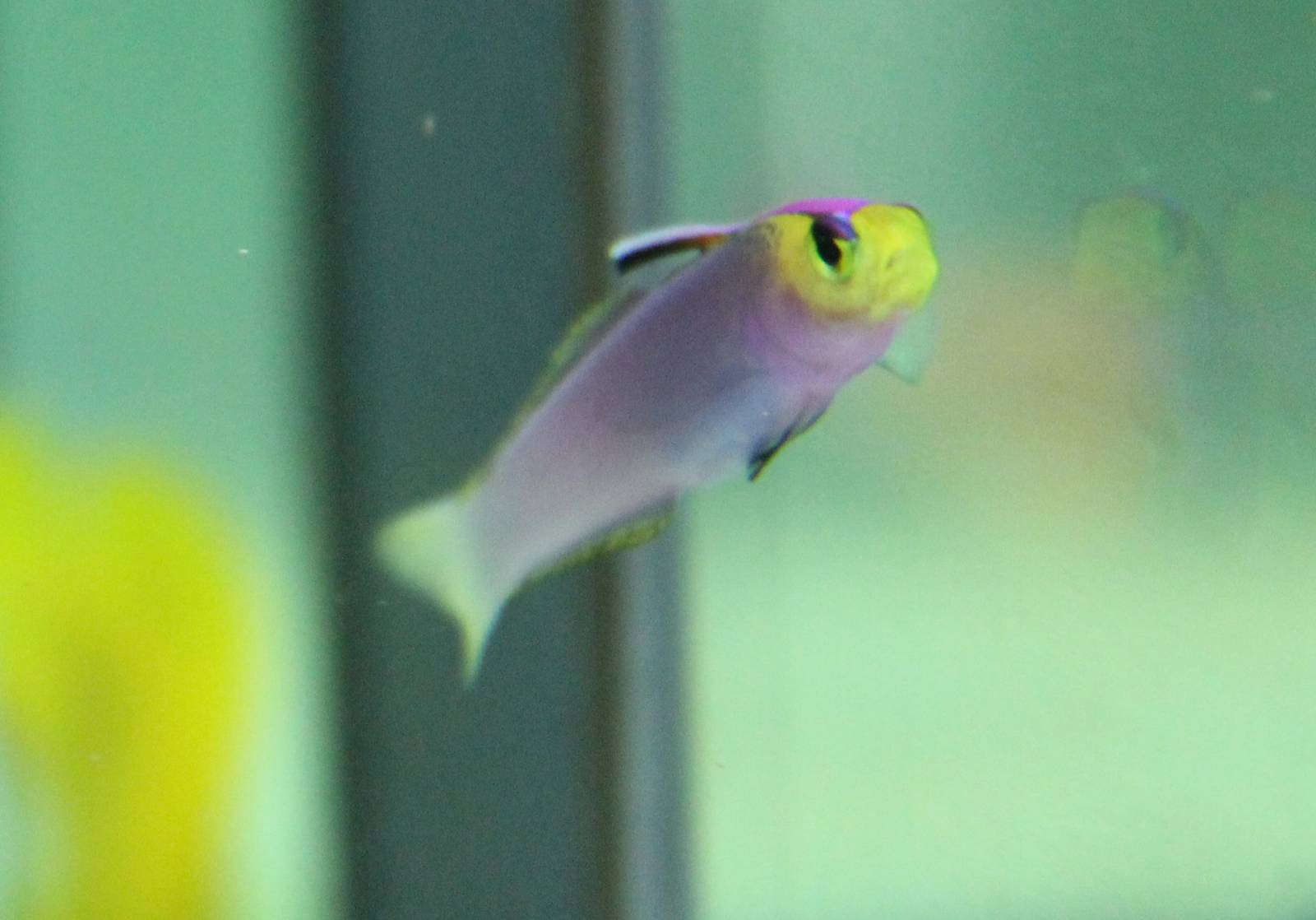 Nemateleotris lavandula