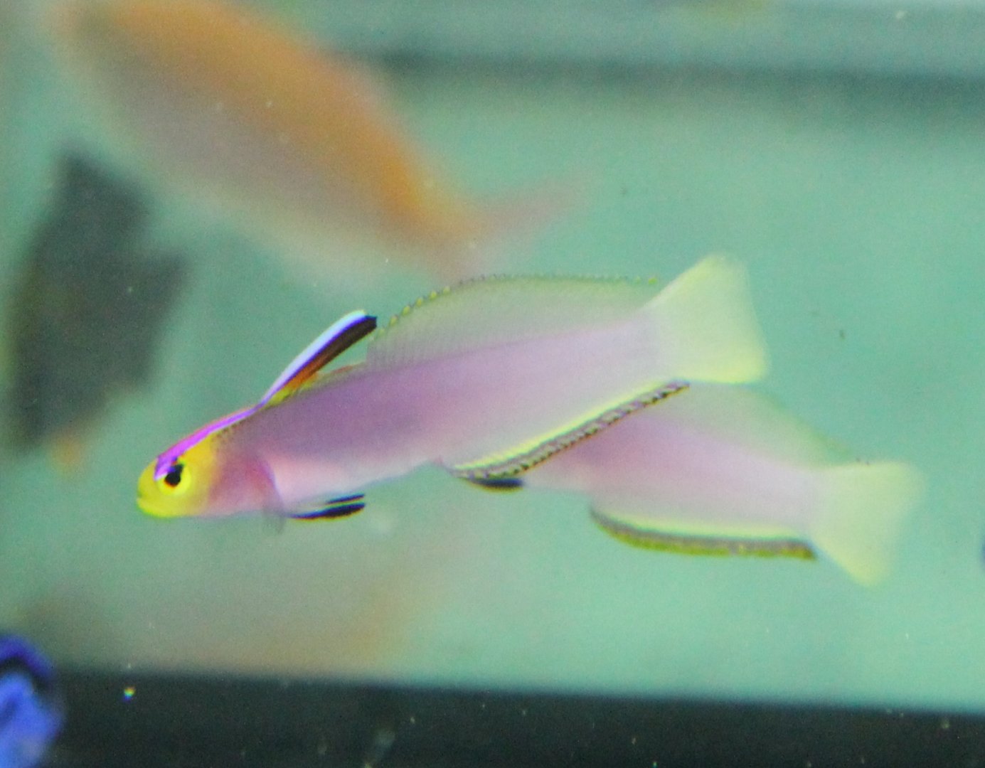 Nemateleotris lavandula