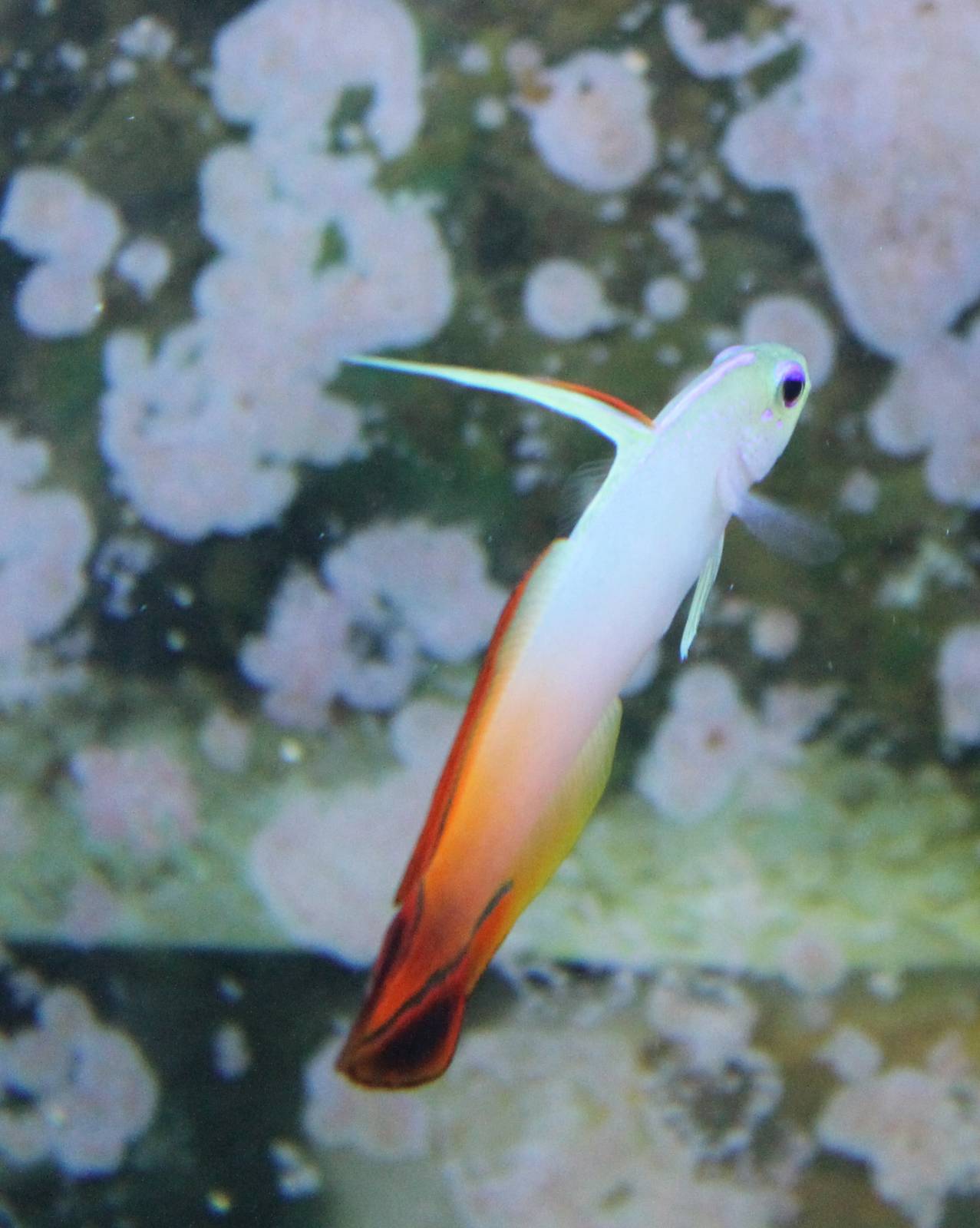 Nemateleotris magnifica