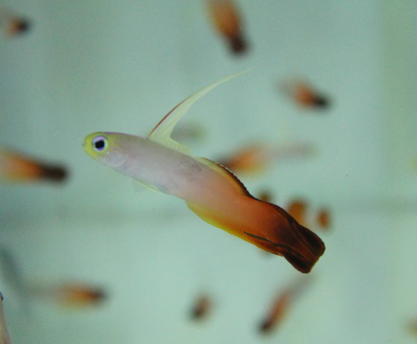 Nemateleotris magnifica