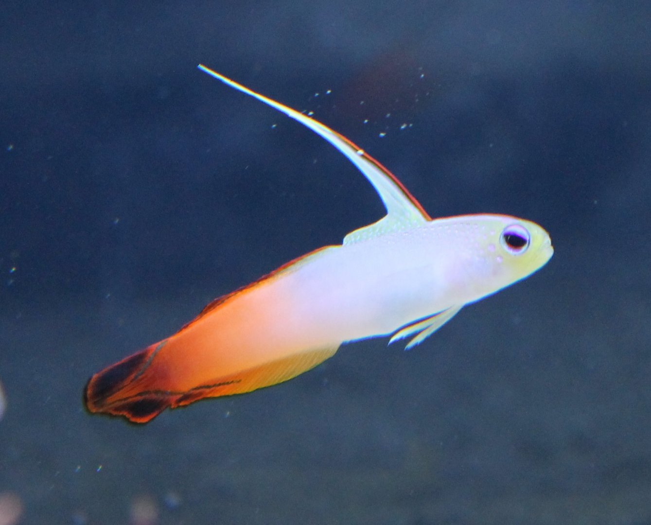 Nemateleotris magnifica