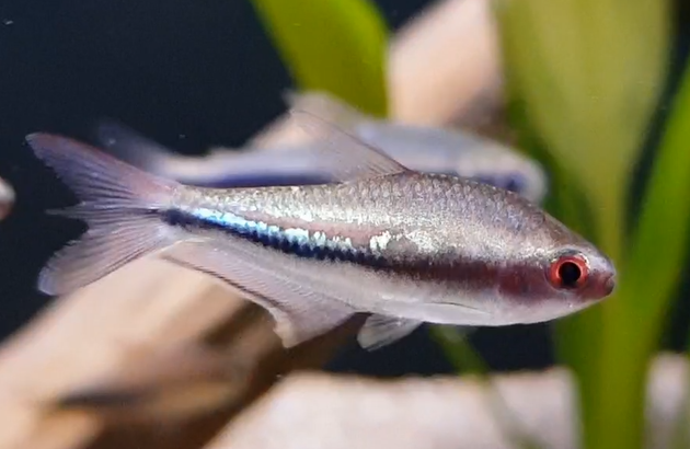 Nematobrycon lacortei