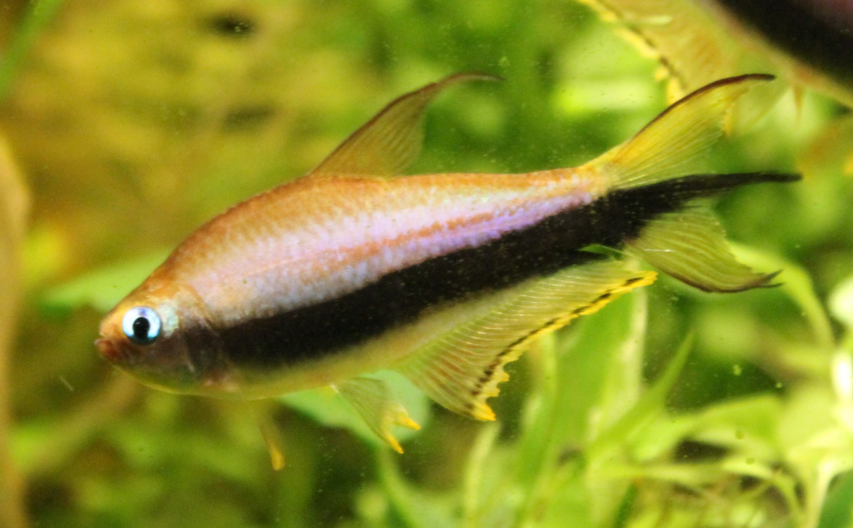 Nematobrycon palmeri