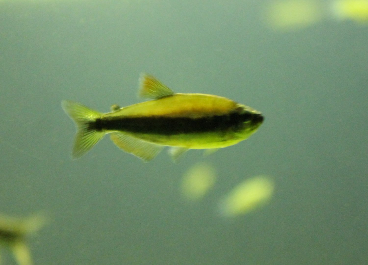 Nematobrycon palmeri