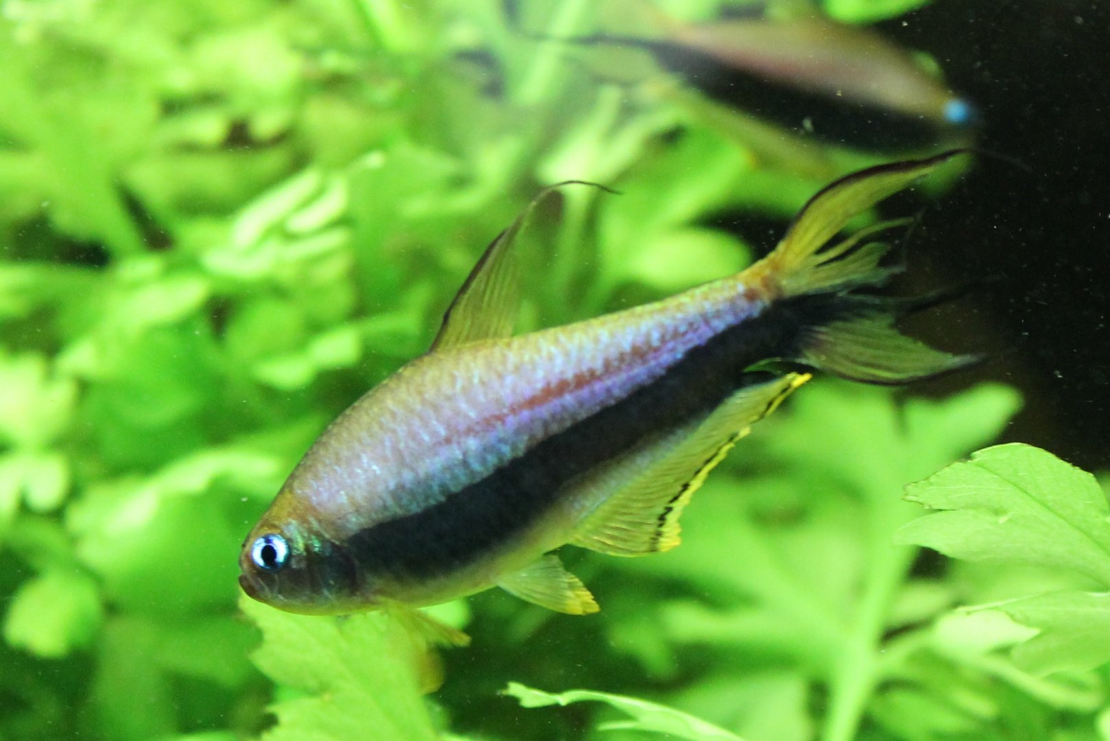 Nematobrycon palmeri