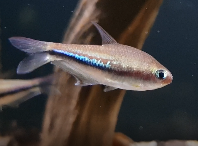 Nematobrycon palmeri