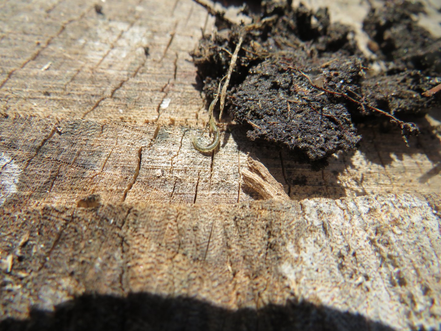 Nematode of some sort