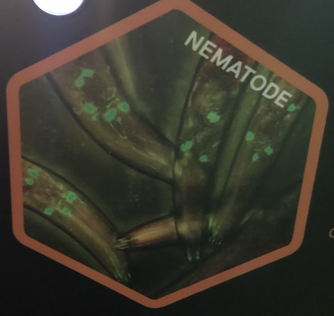 Nematode Stock Image