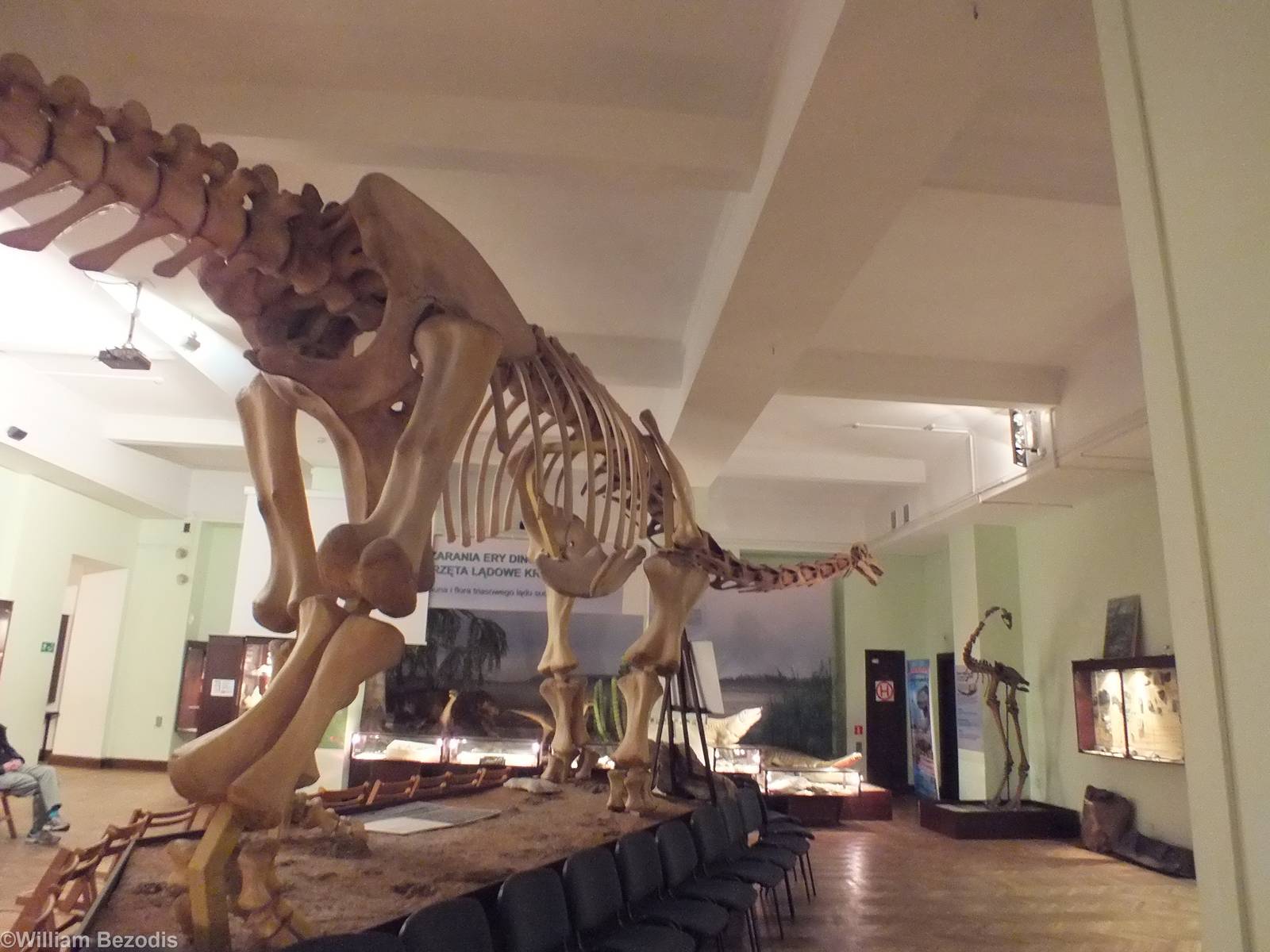 Nemegtosaurus - Warsaw Museum of Evolution