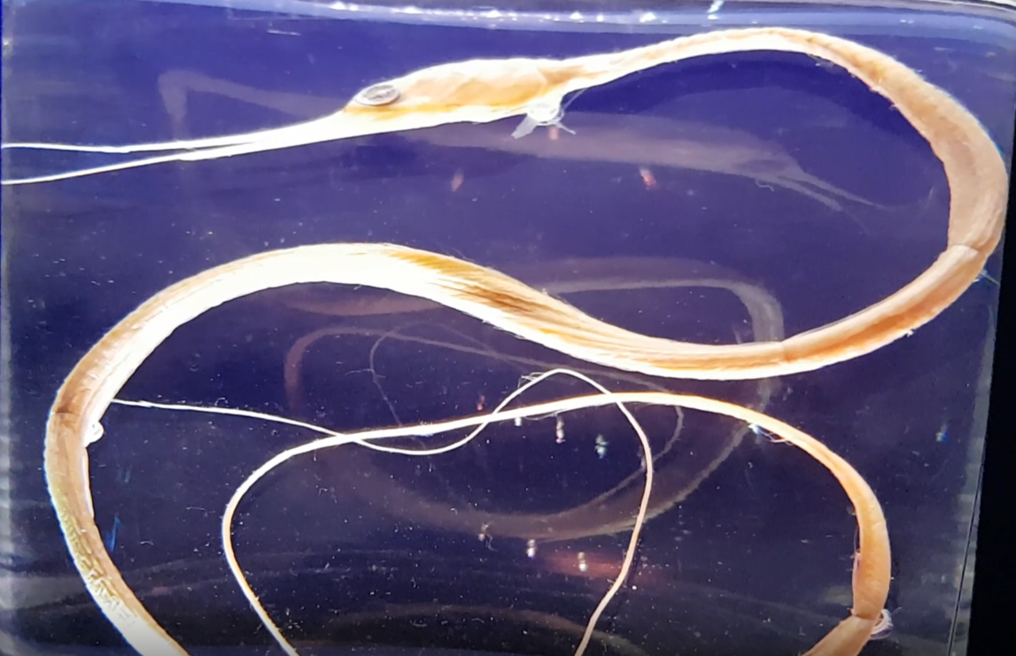 Nemichthys scolopaceus