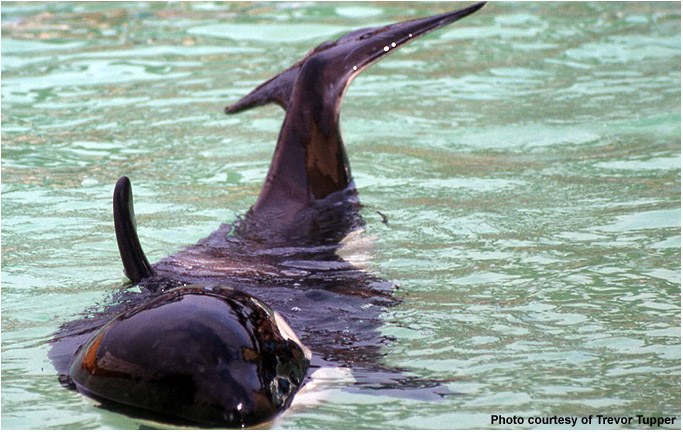 Nemo AKA Neptune Sun Bathing