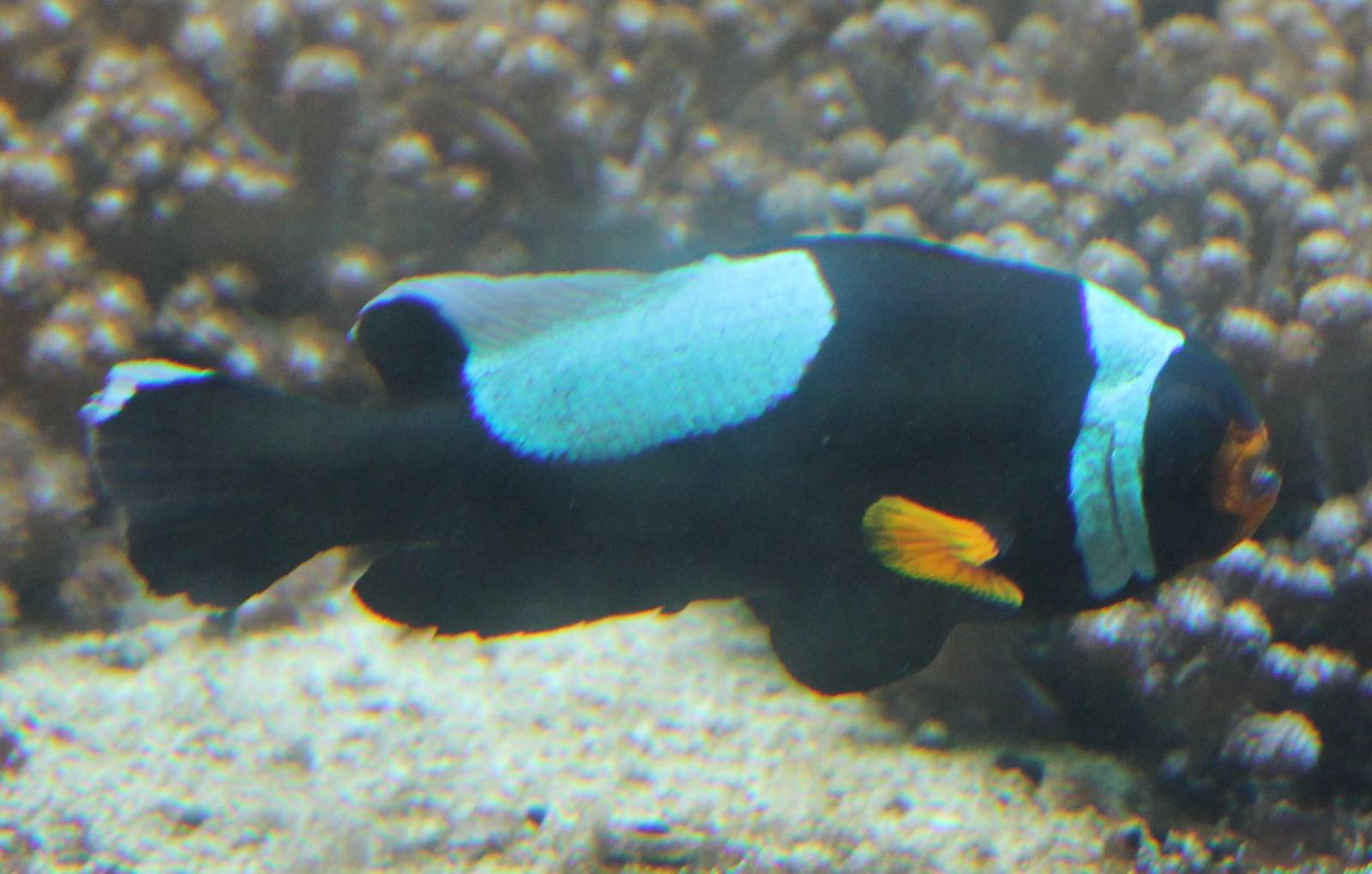 Nemo ? ( ID needed )