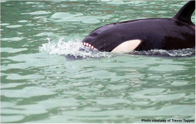 Nemo Playing with ring