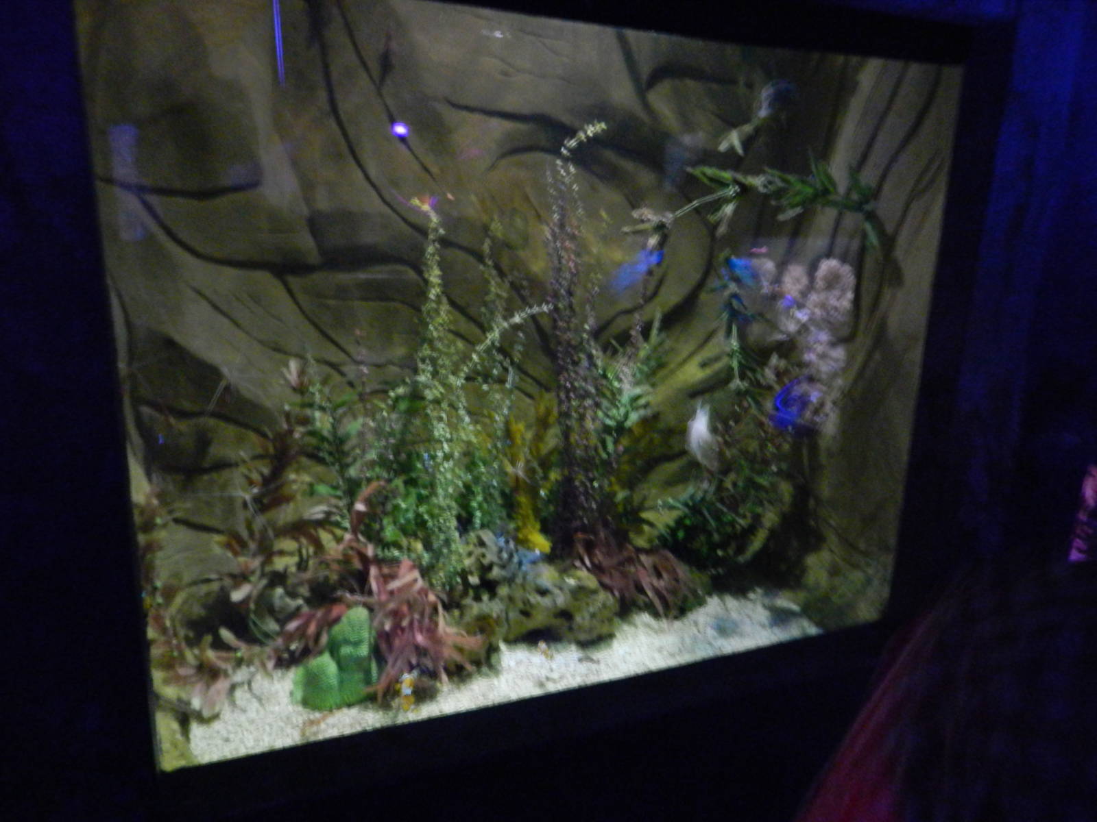 Nemo Tank at SEA LIFE Scarborough - 26/08/2012