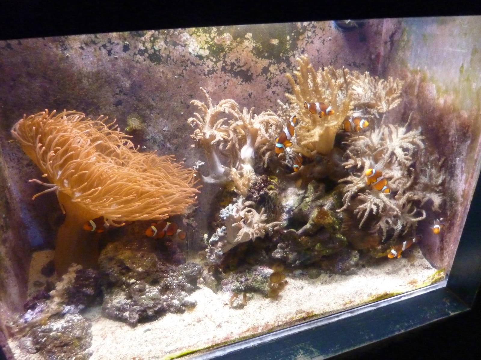 Nemo tank