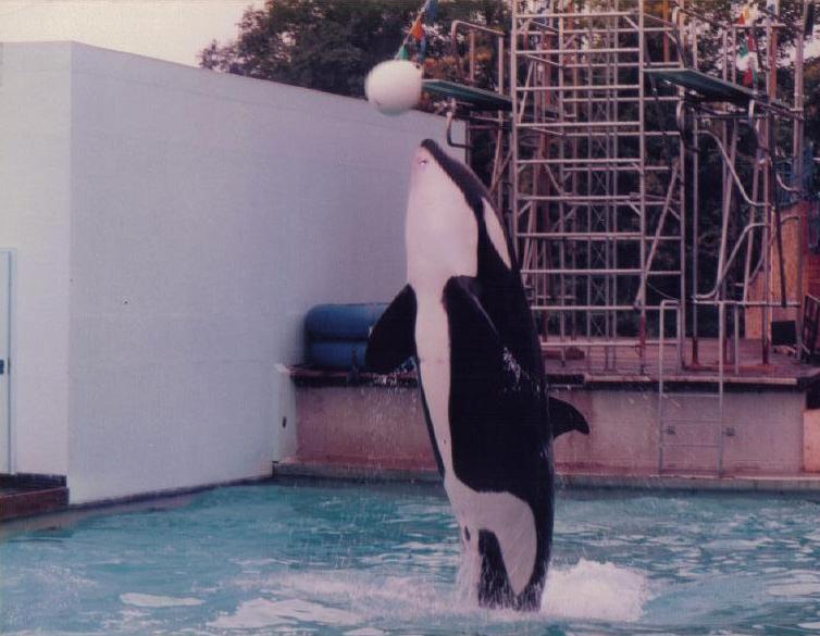 Nemo the Killer Whale