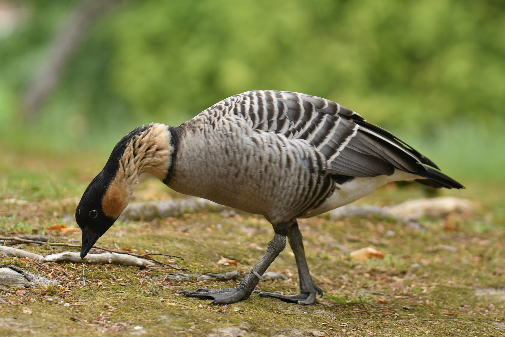 Nene Branta sandvicensis