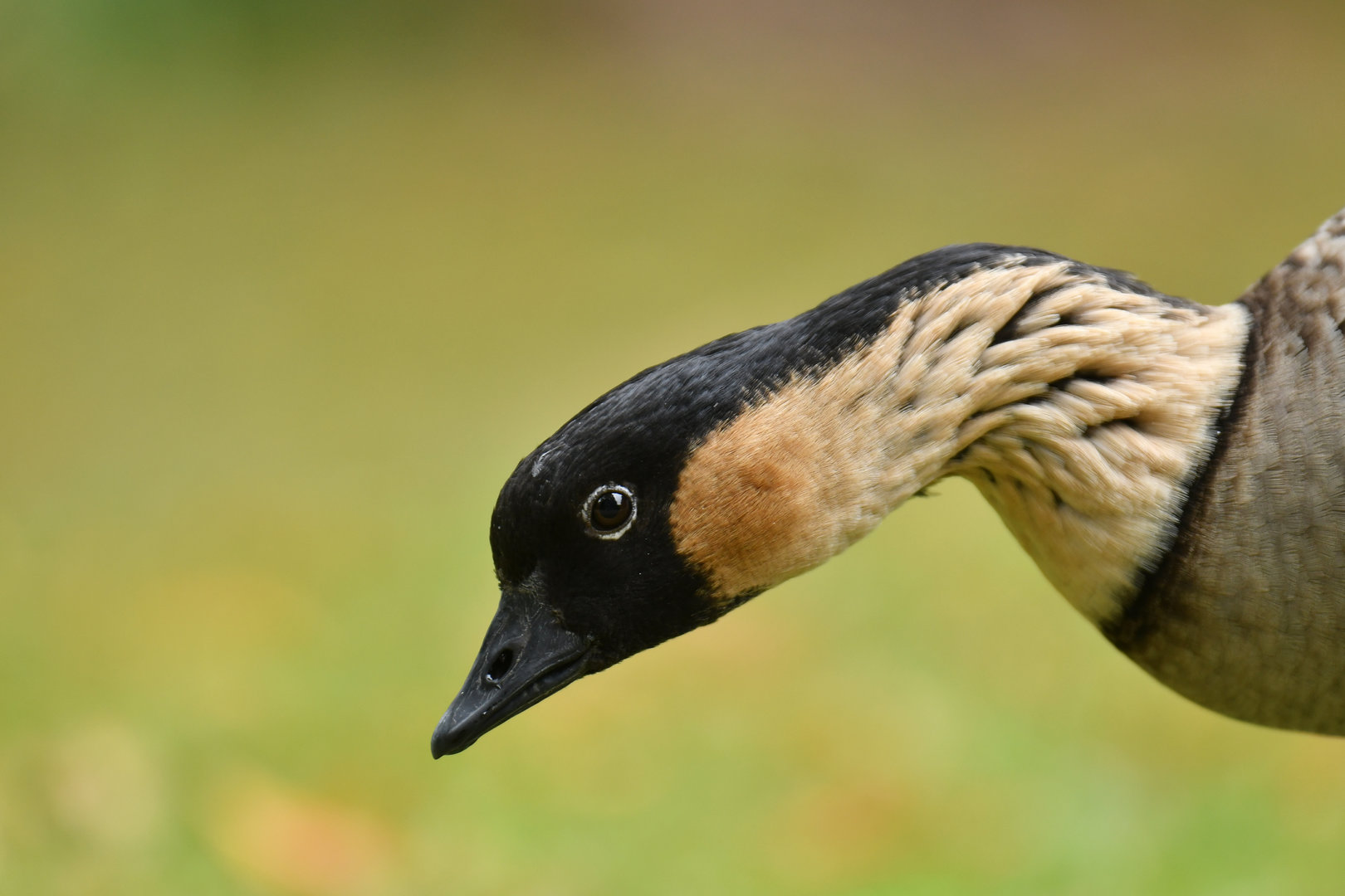 Nene Branta sandvicensis