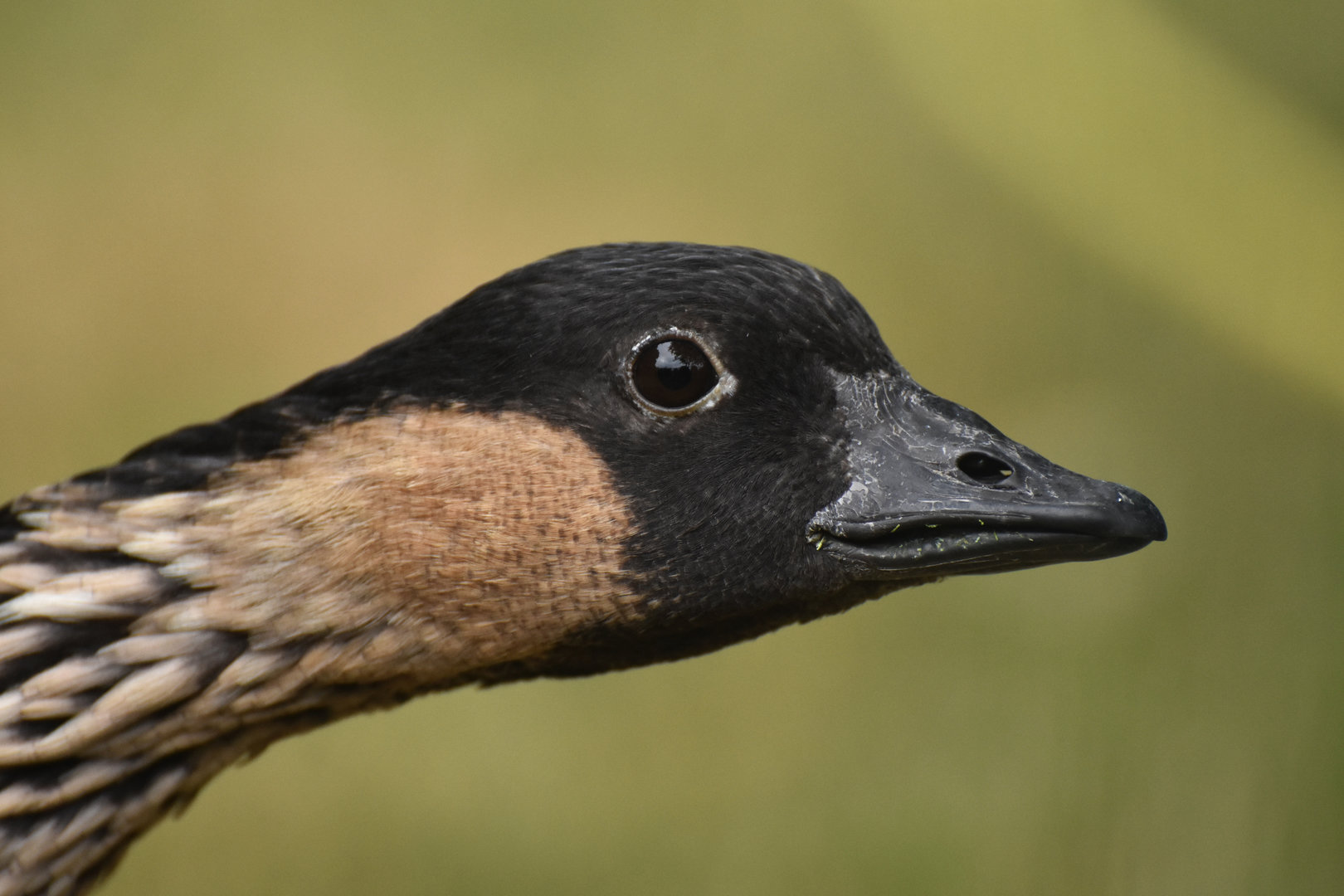 Nene Branta sandvicensis