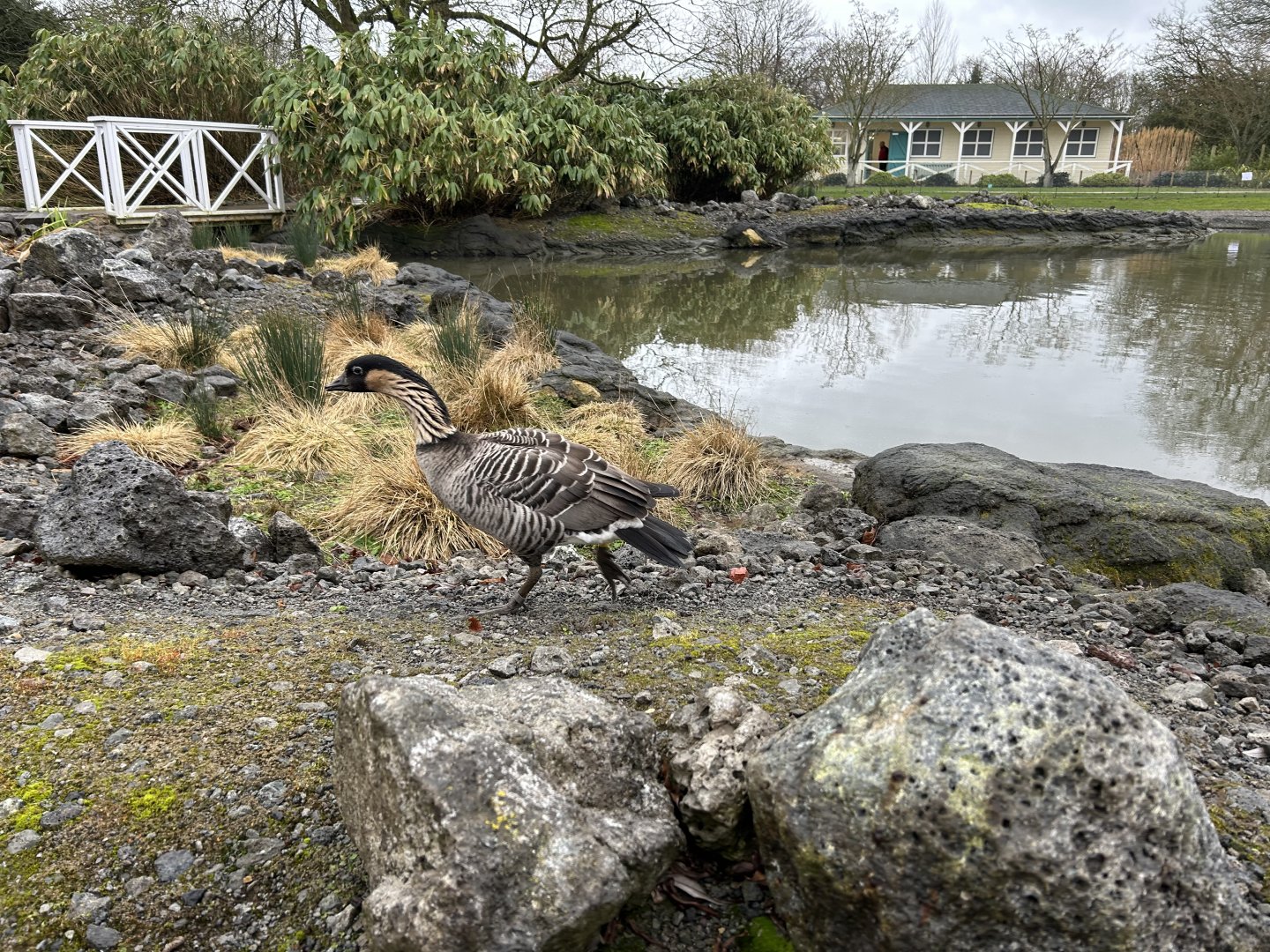 Nēnē (Branta sandvicensis)