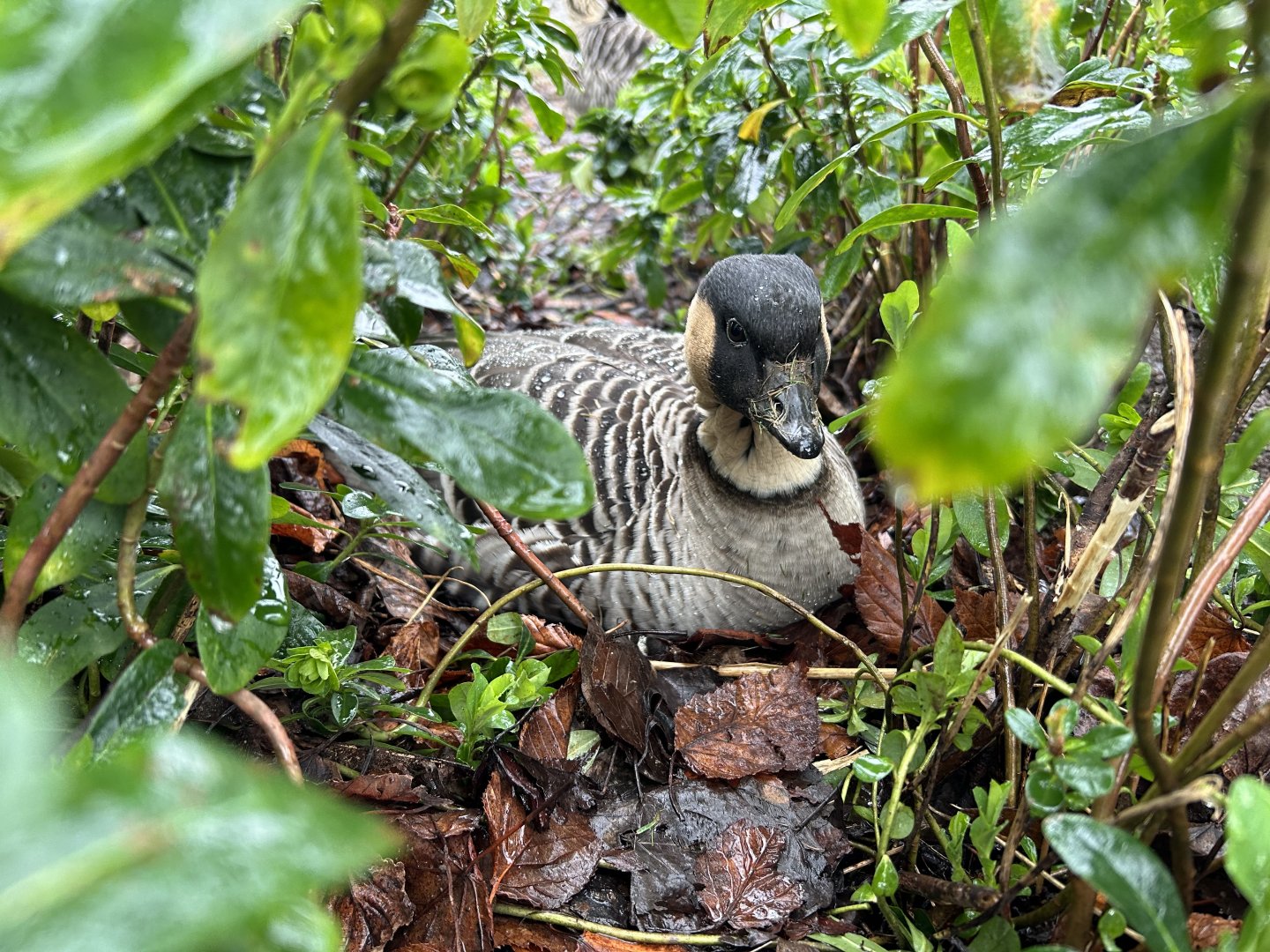 Nēnē (Branta sandvicensis)
