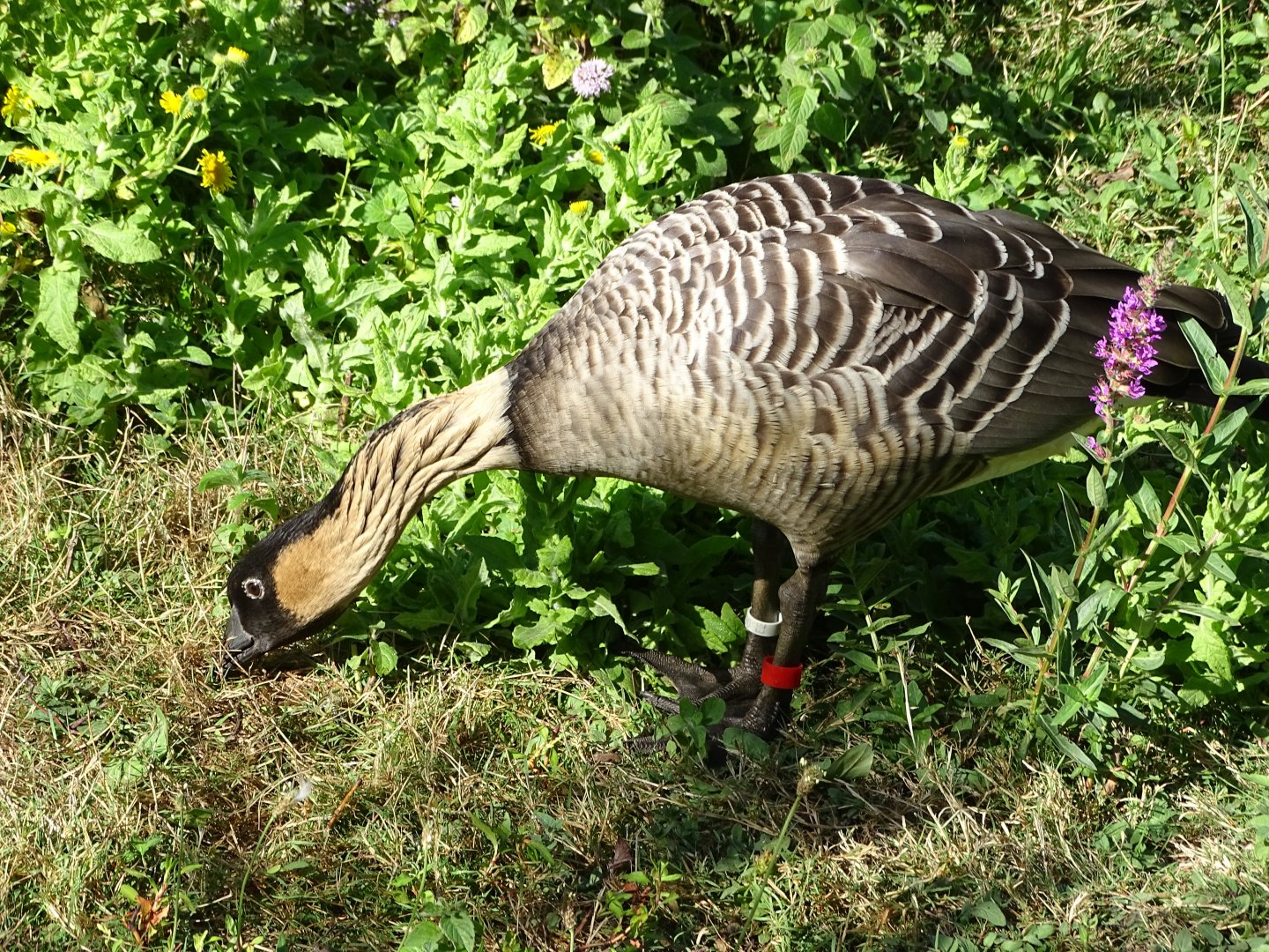 Nene (Branta sandvicensis)