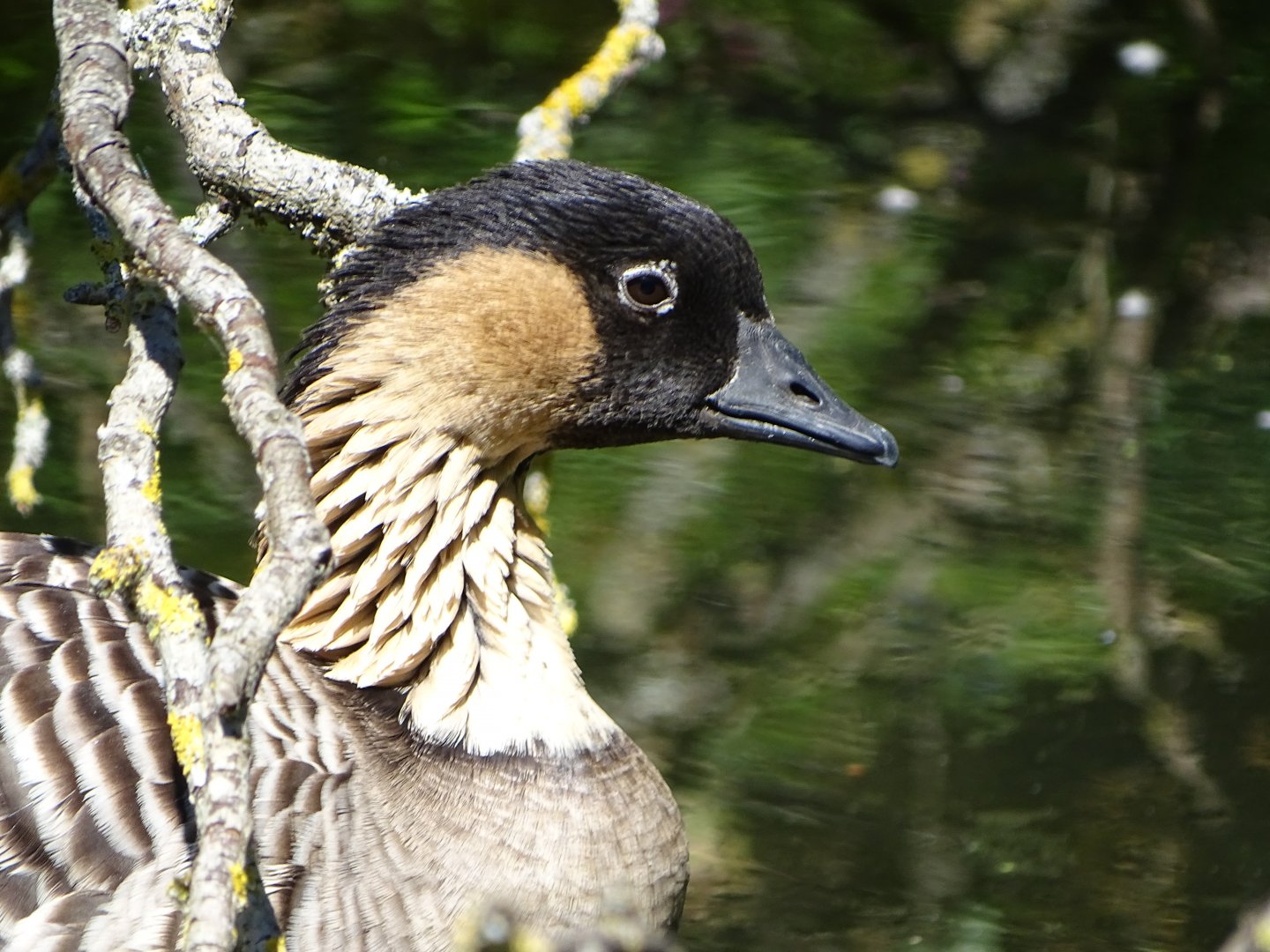 Nene (Branta sandvicensis)