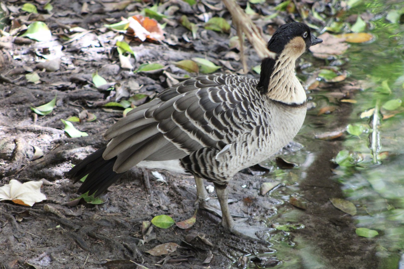 Nene (Branta sandvicensis)