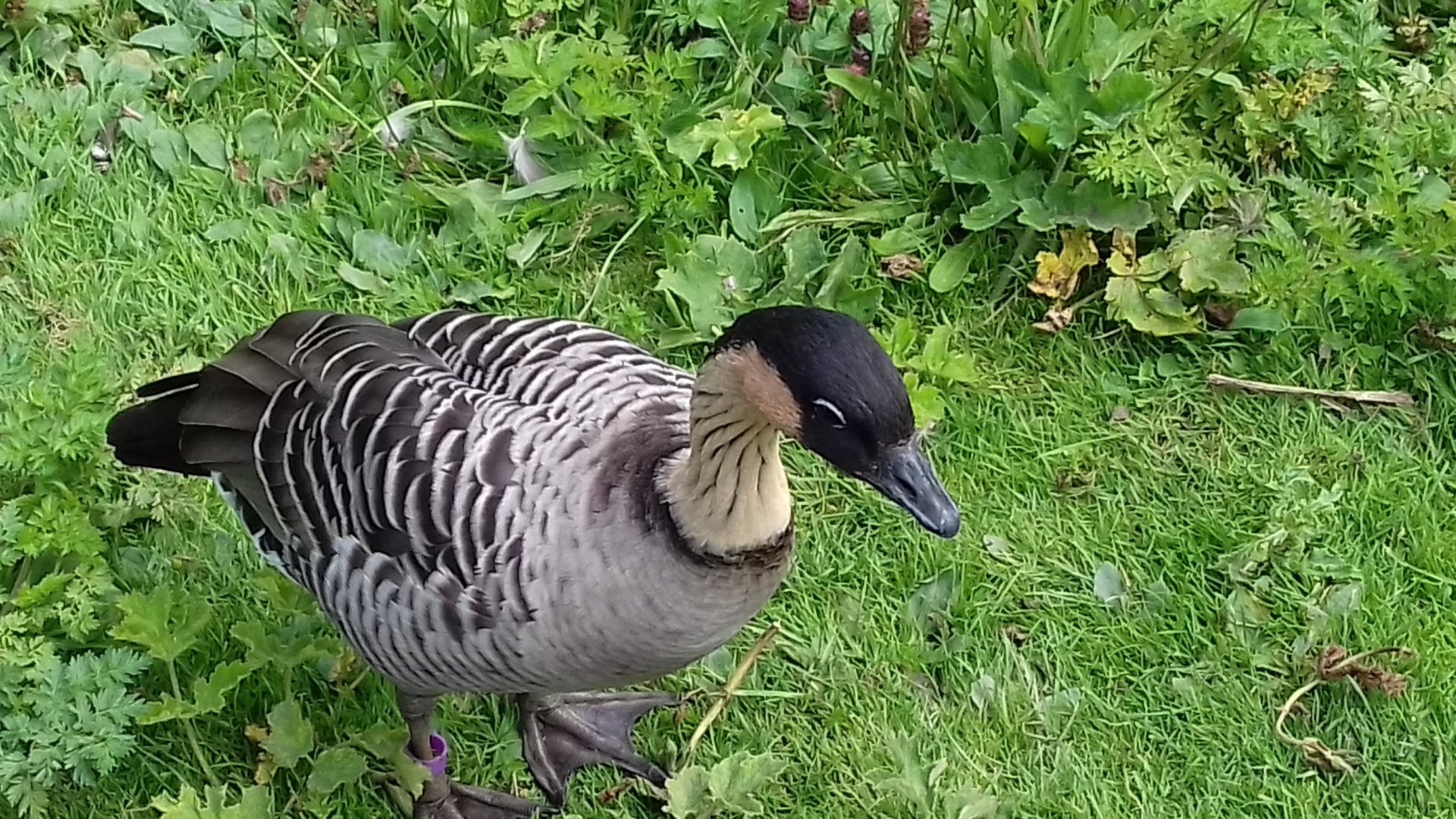 Nene (Branta sandwicensis)
