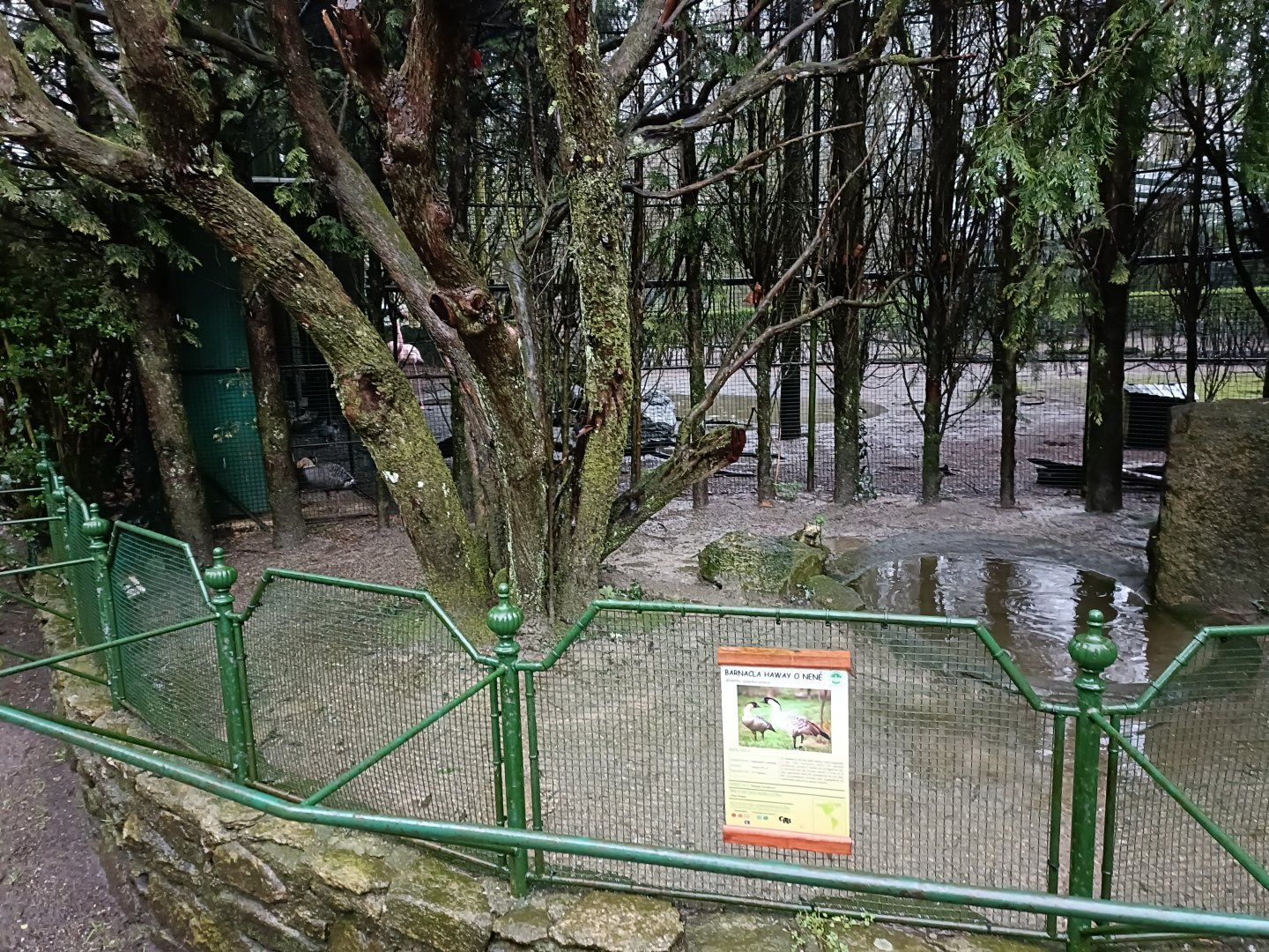 Nene exhibit - Avifauna Lugo