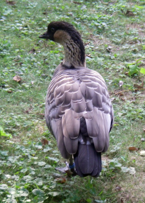 Nene Goose (Branta sandvicensis)