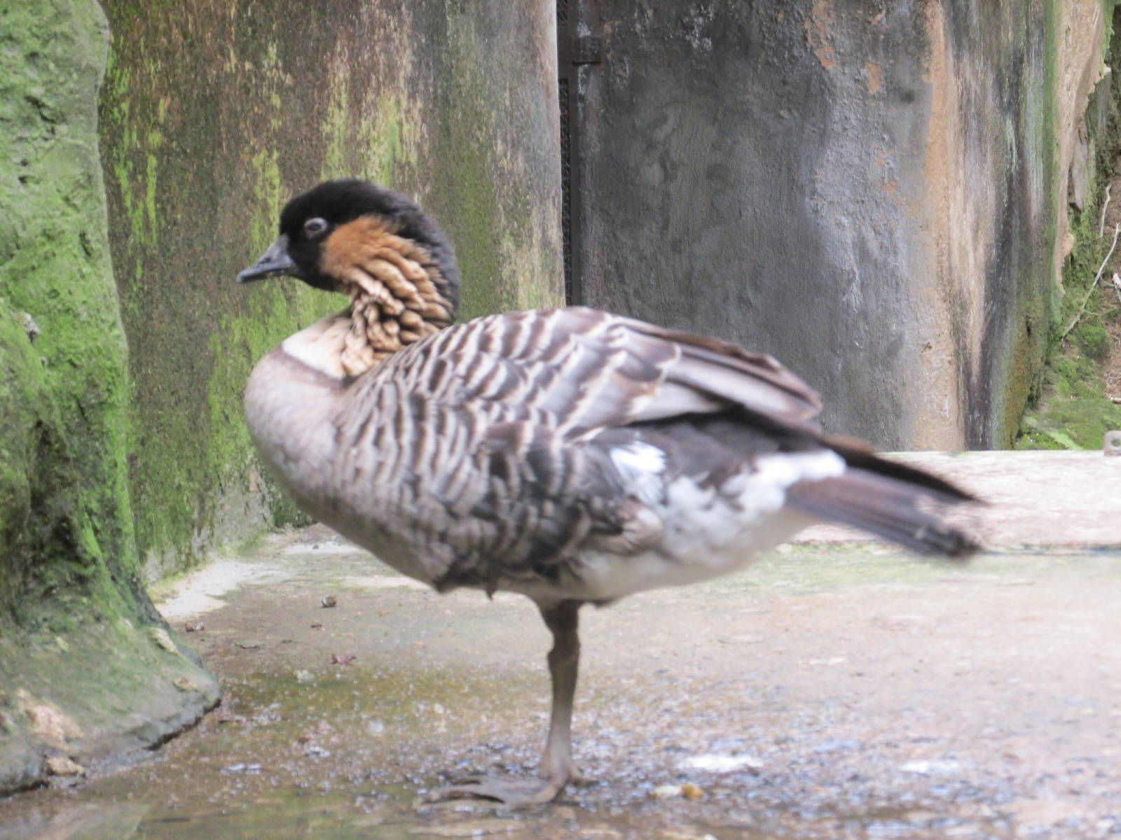 nene goose guadalajara zoo