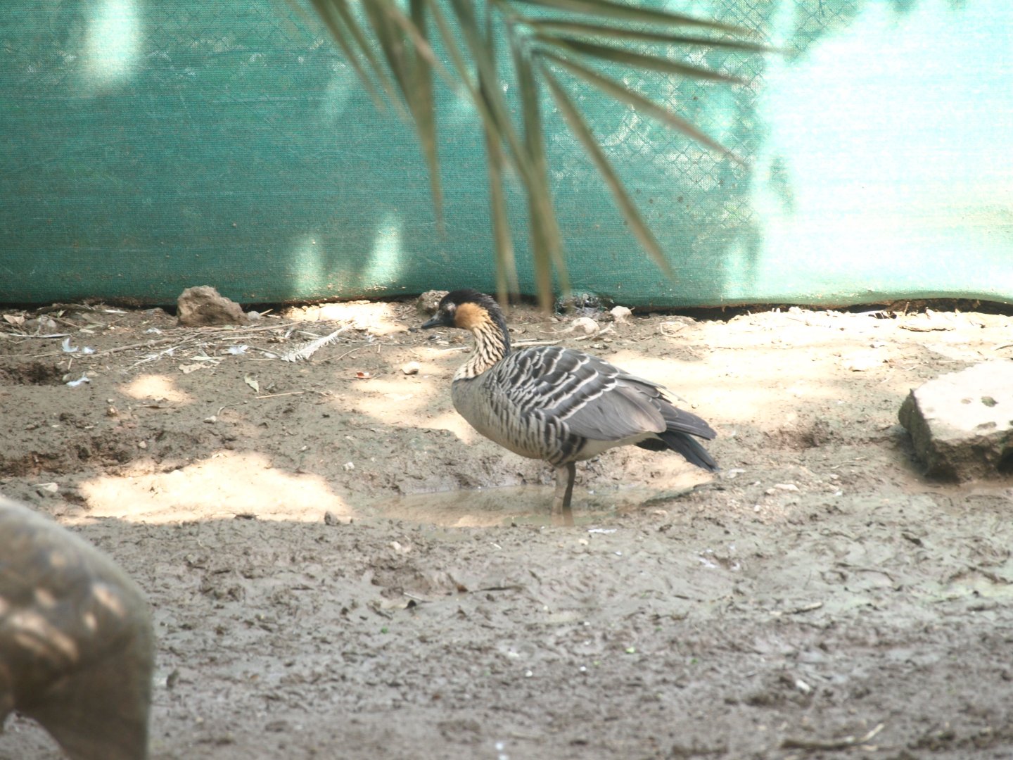 Nēnē goose - Lake View Point Bird park 12/7/2018