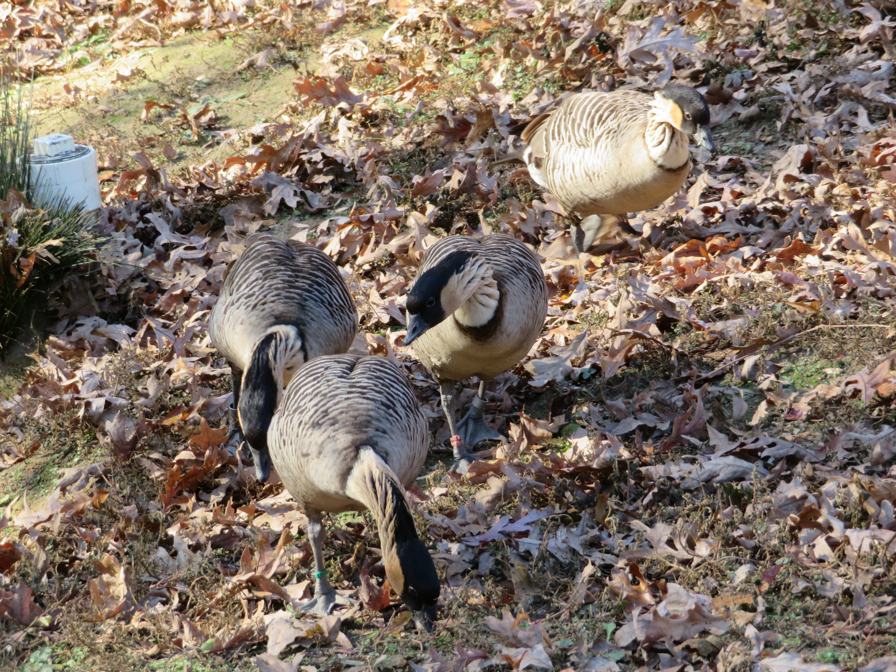 Nene (Hawaiian Goose) Flock