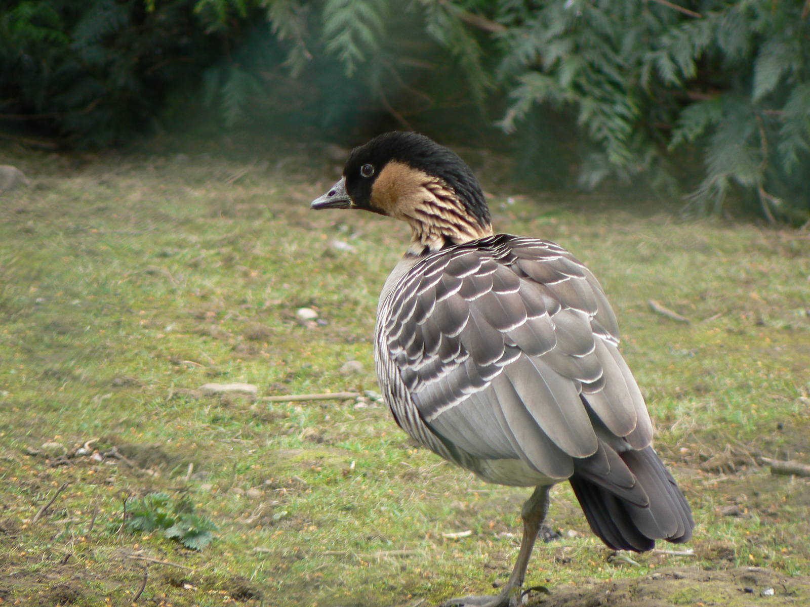 Nene (Hawaiian Goose)