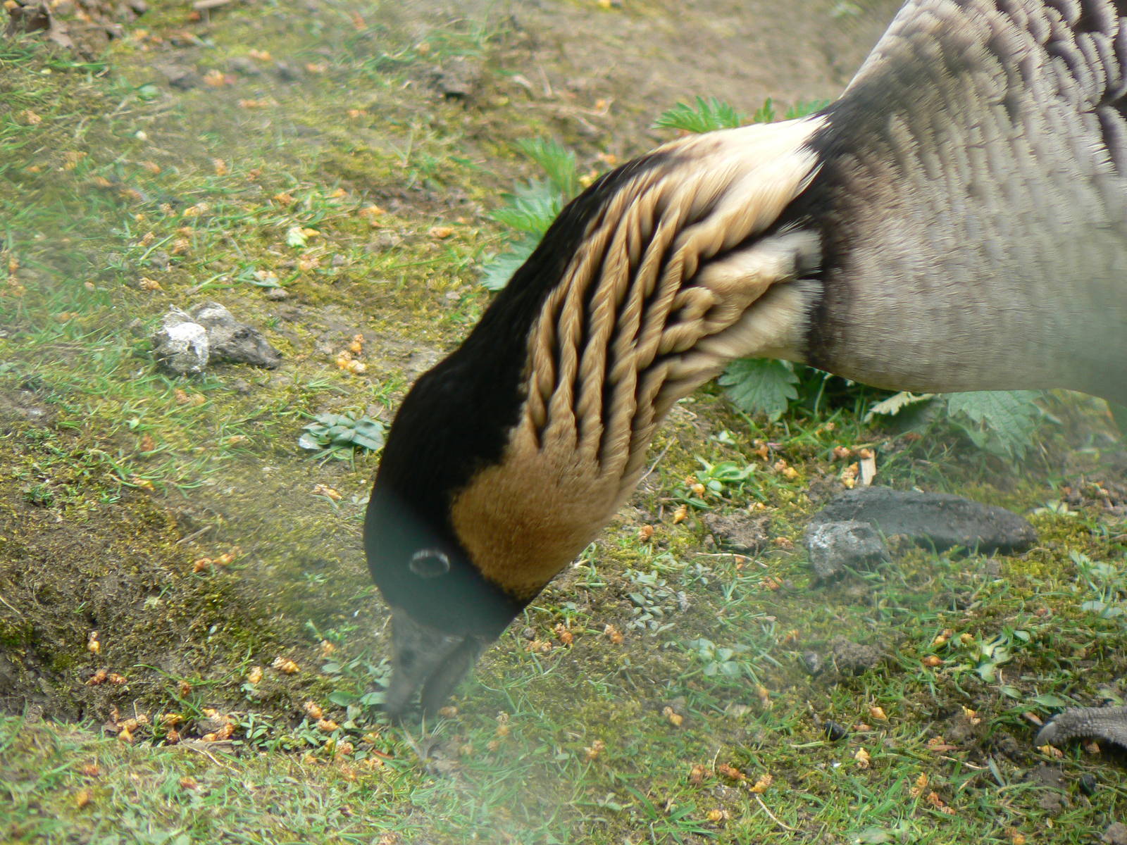 Nene (Hawaiian Goose)