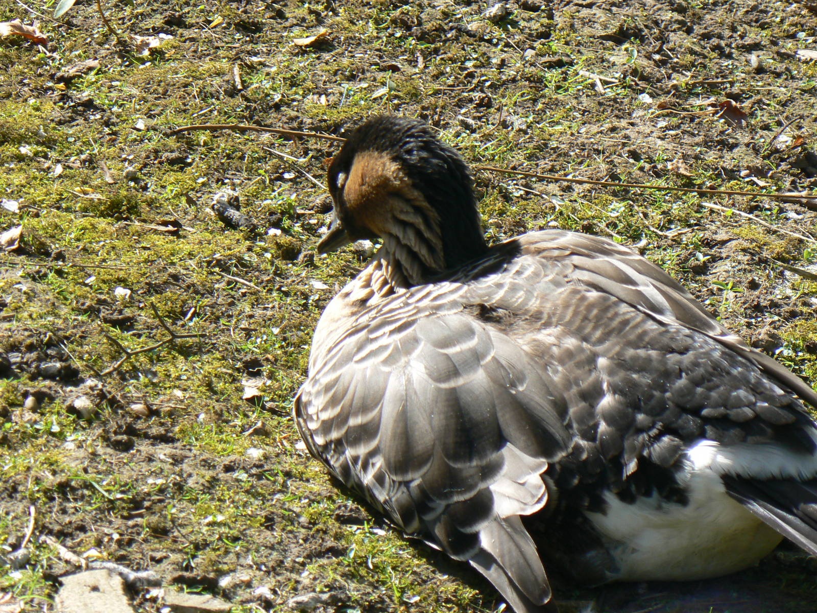 Nene (Hawaiian Goose)