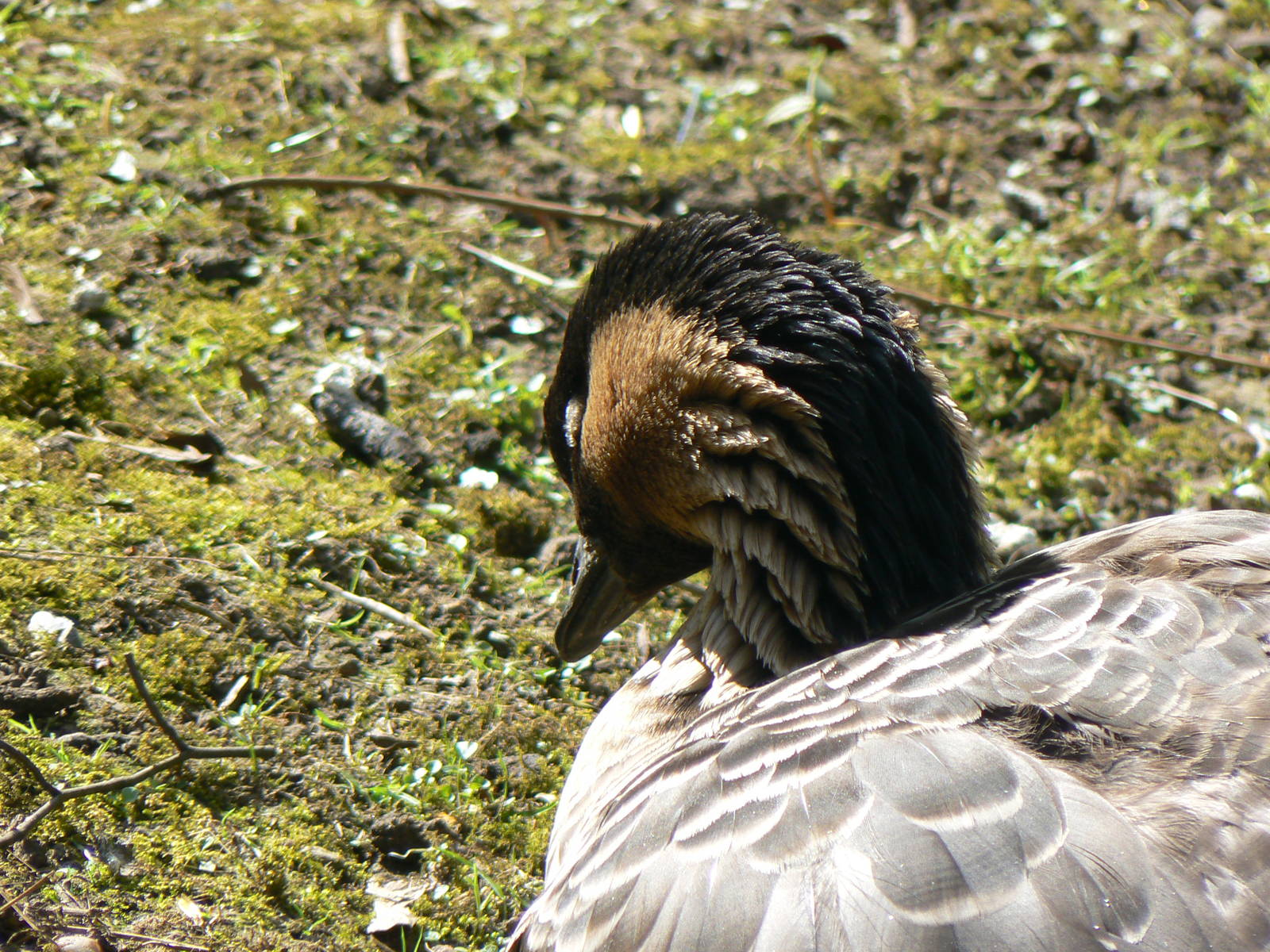 Nene (Hawaiian Goose)