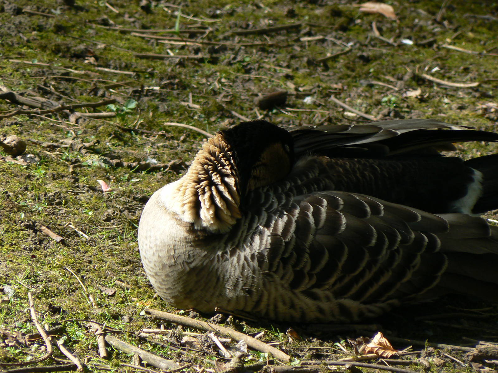 Nene (Hawaiian Goose)