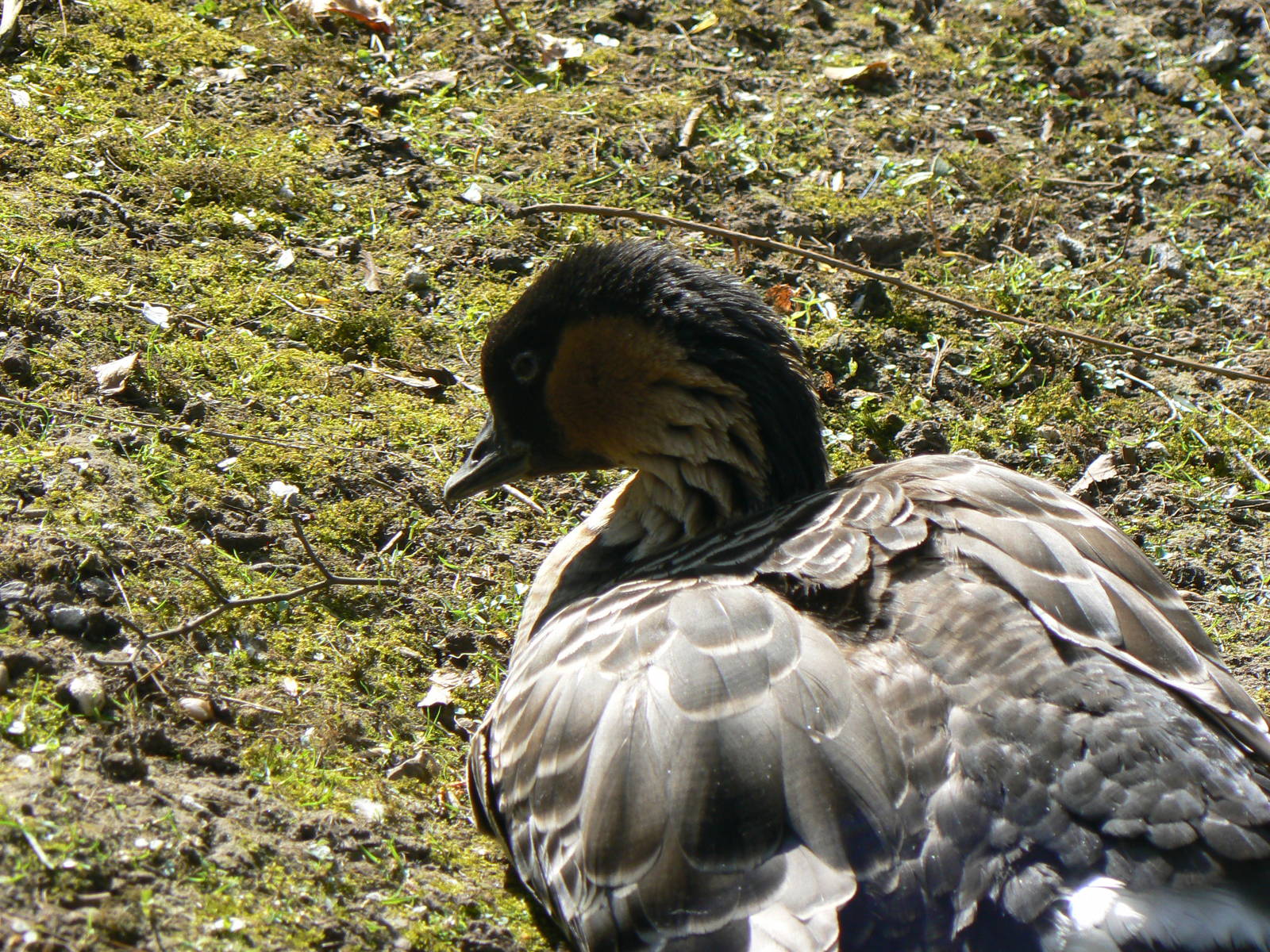 Nene (Hawaiian Goose)