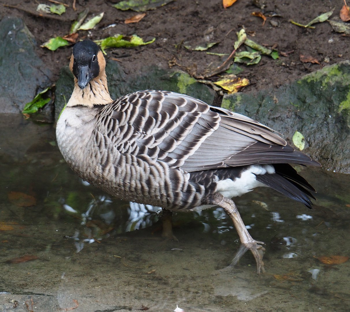 Nene or Hawaiian goose (Branta sandvicensis), 2019-10-05